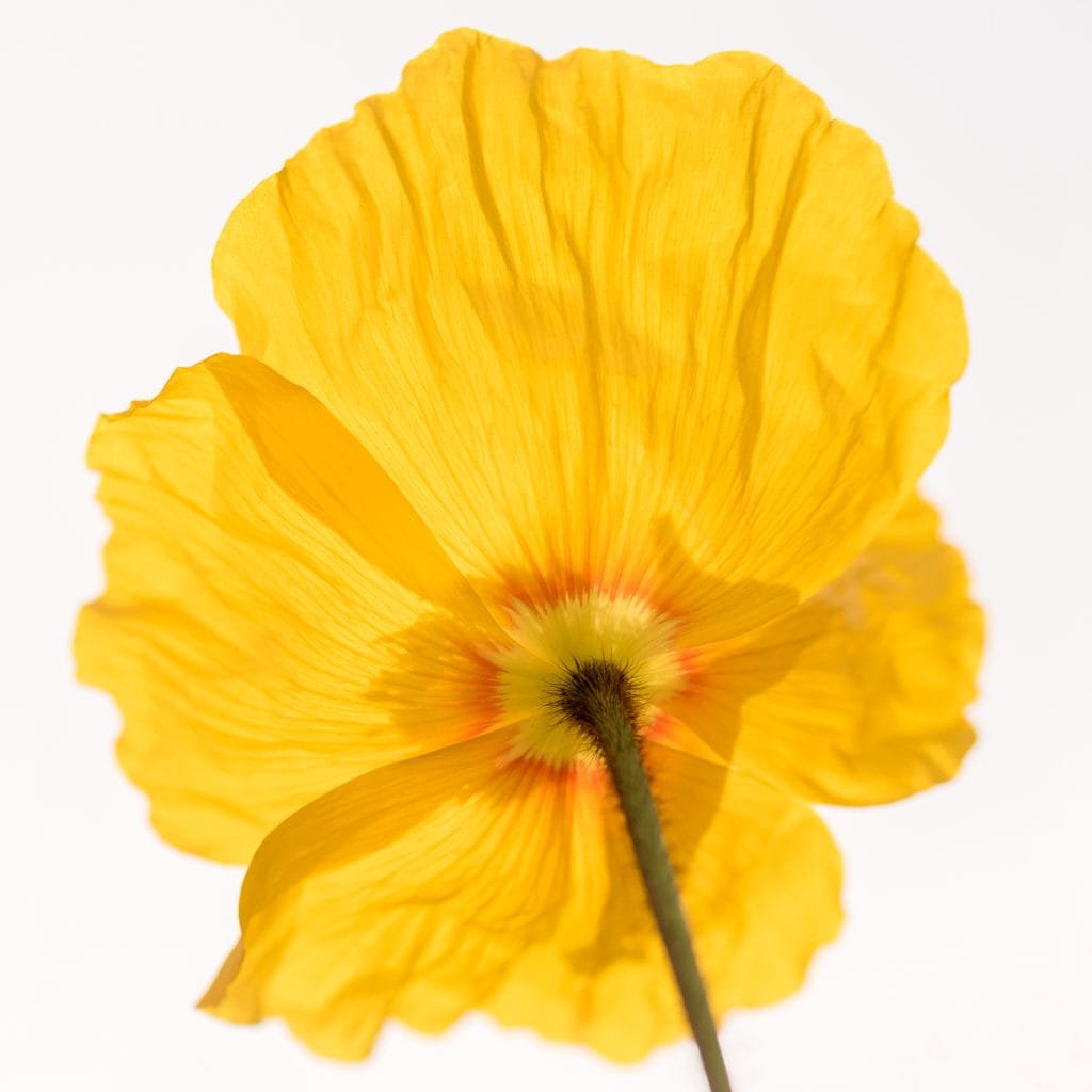 _DSC3123-Edit-Edit Closeup photo of single yellow flower isolated