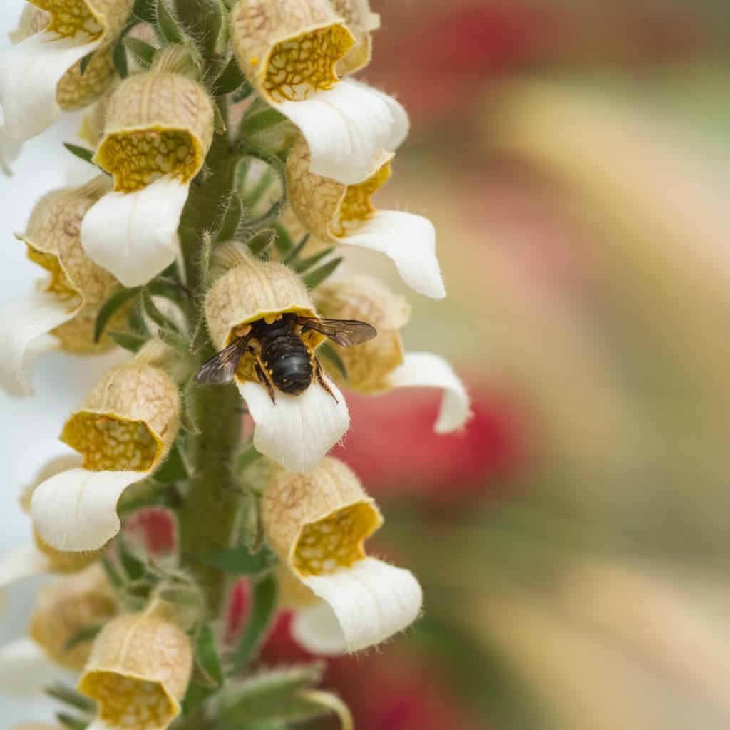 DSCF2001-2 Closeup photo of bee on flower