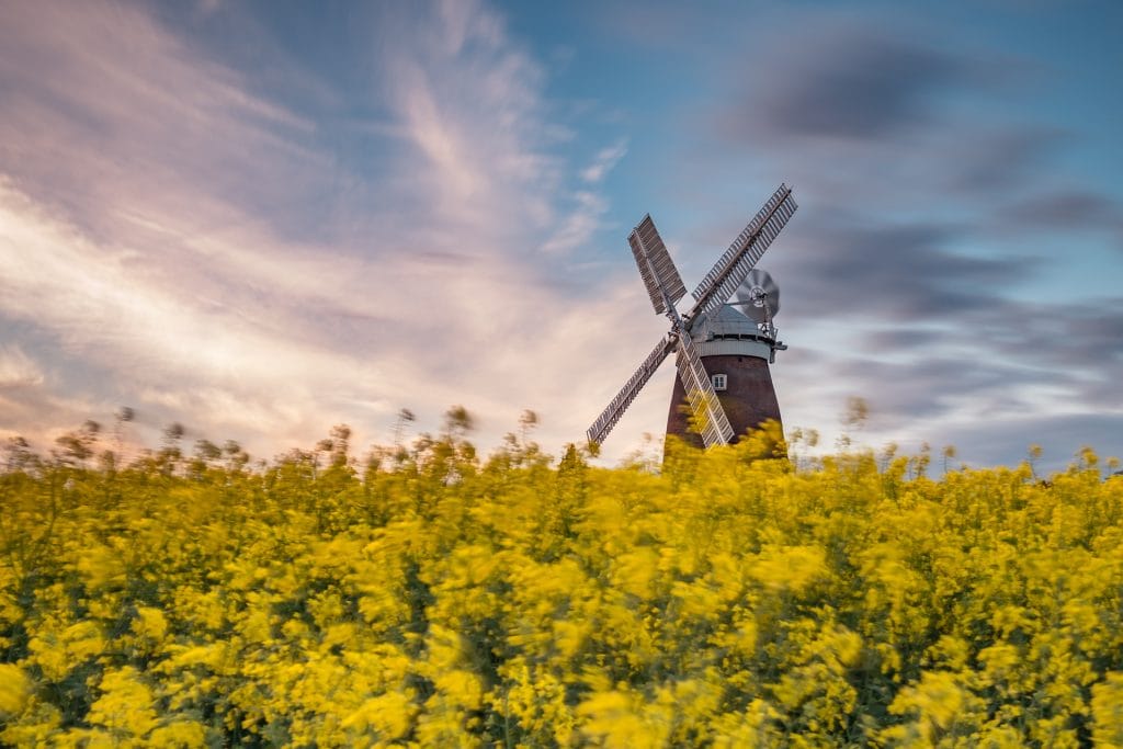 DSCF3705 Thaxted Essex windmill with blue sky background and yellow flowers foreground