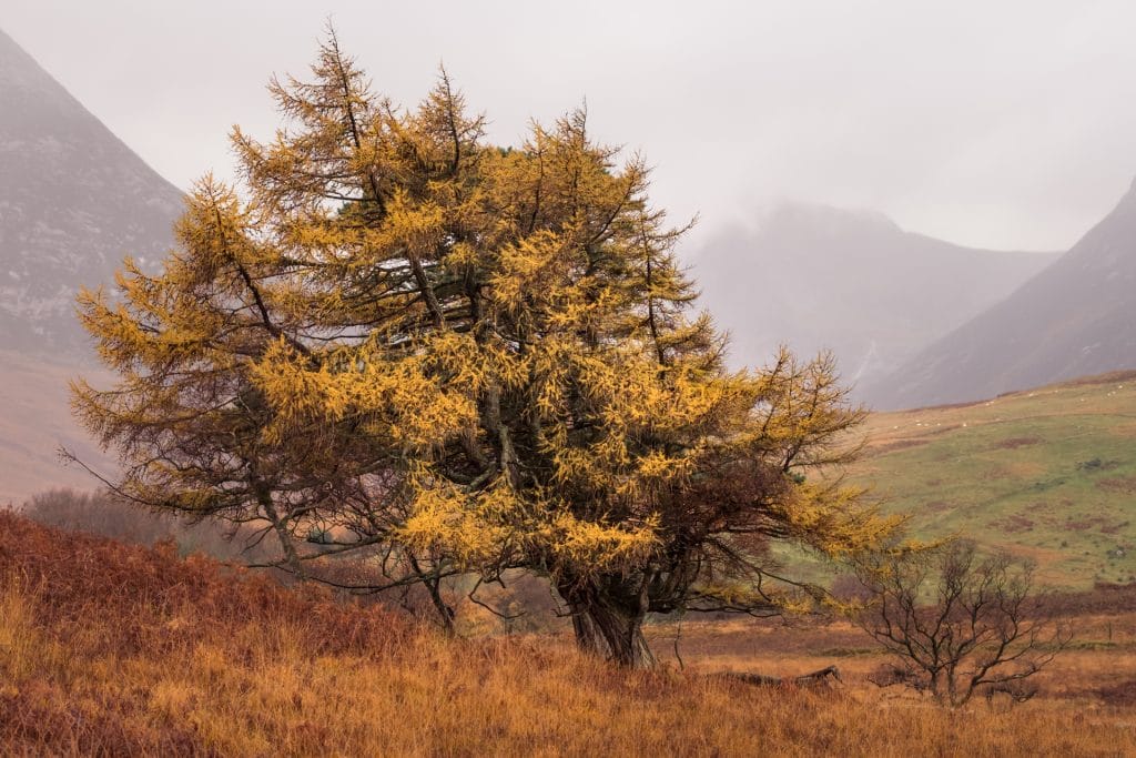 DSCF8008 Autumn tree with mountain background