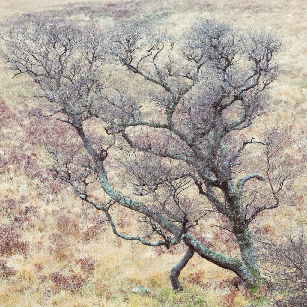 DSCF8010-2 Leafless tree with moorland background