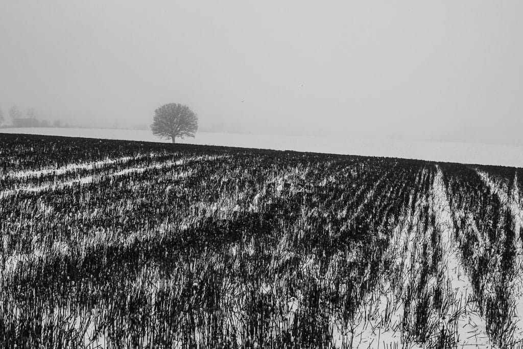 DSFF3249-2 Black and white snowy landscape with single tree